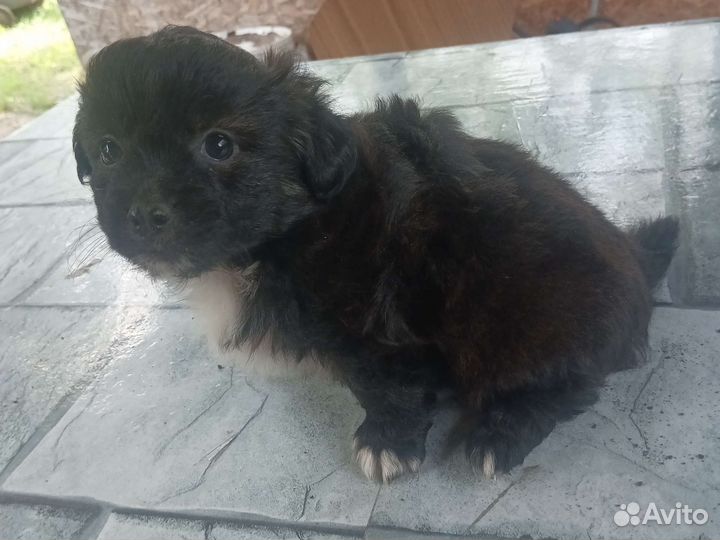 Собака в добрые руки отдам бесплатно