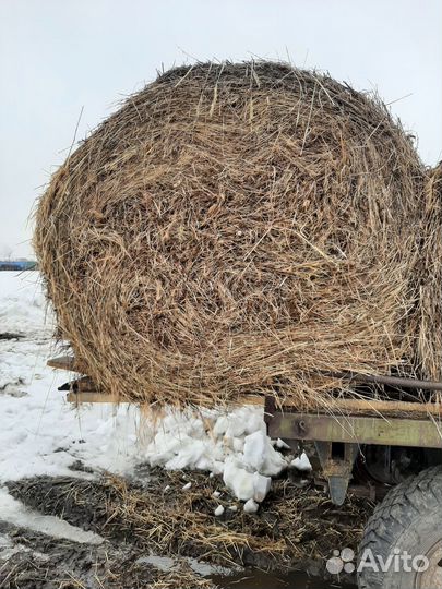 Сено в рулонах