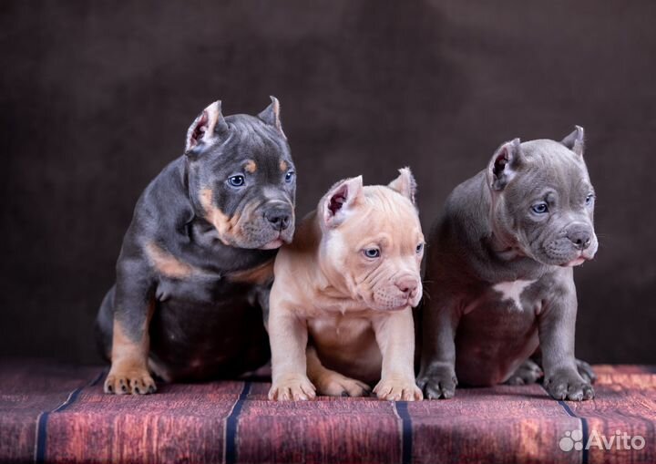 Щенок Американский Булли