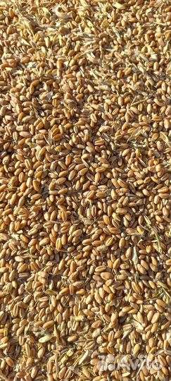 Зерно пшеница, ячмень