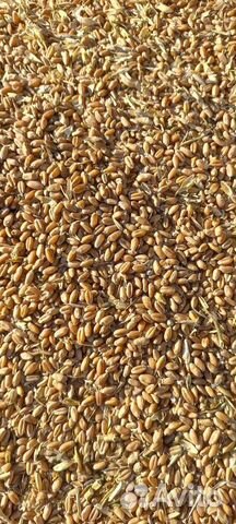 Зерно пшеница, ячмень