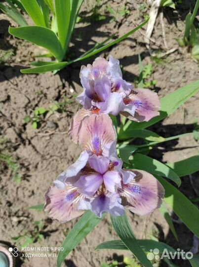 Ирисы карликовые