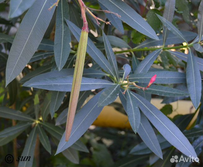 Олеандр обыкновенный, семена