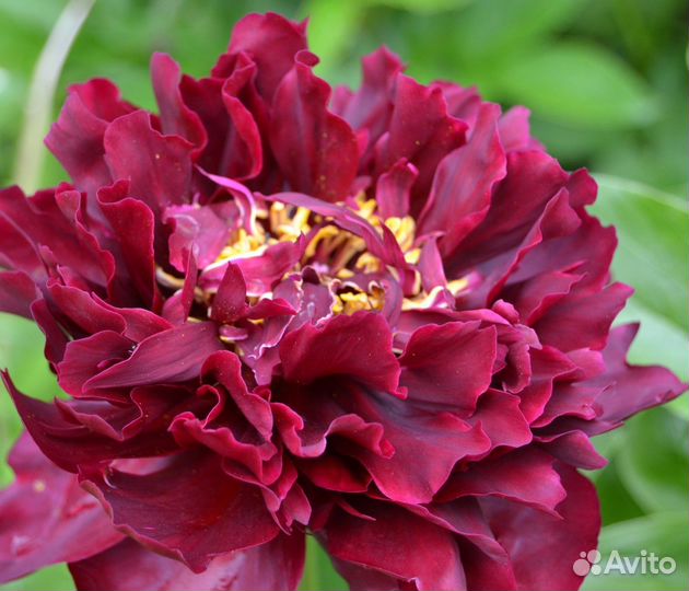 Пион валькирия от милле