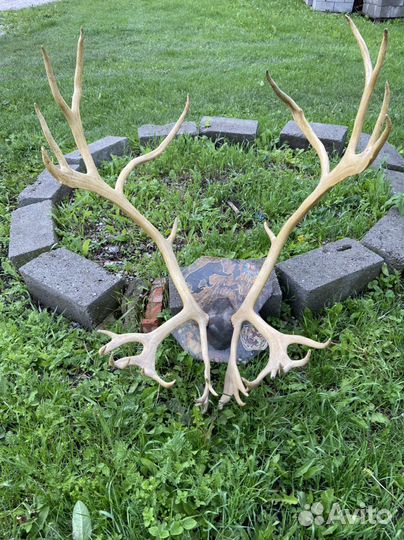 Рога оленя