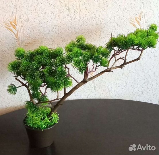 Дерево бонсай