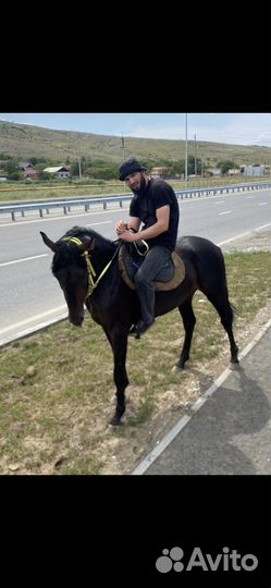 Лошадь жеребец