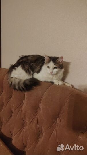 Добрая кошка
