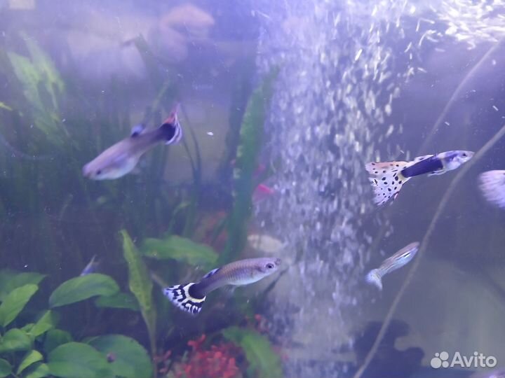 Украшения для аквариума