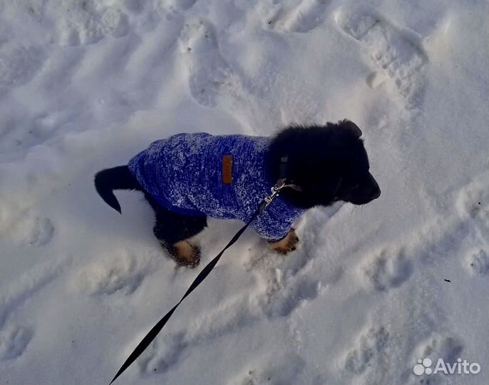 Айрон в дар