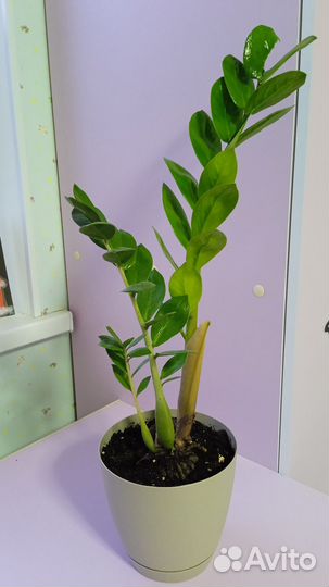 Замиокулькас