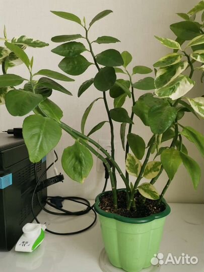 Педилантус