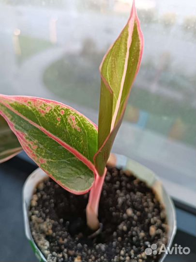Аглаонема Крит