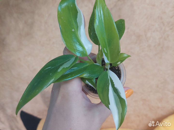 Филодендрон Белая Принцесса