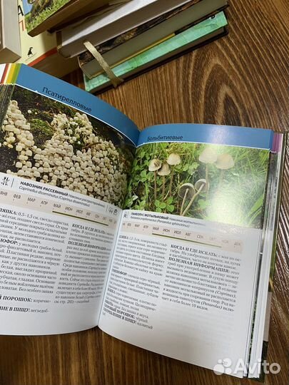 Грибы Флюк Маркус