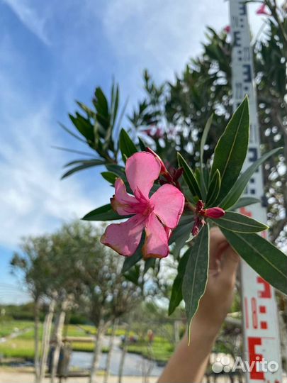 Олеандр на штамбе