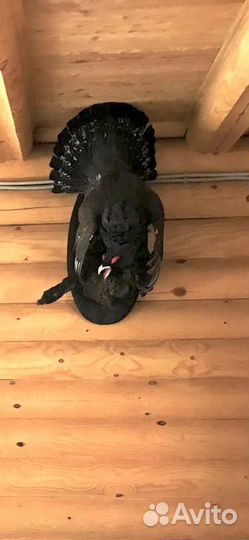 Чучела животных имитация