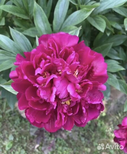 Пионы, хоста, клематис, Бузина Голд,Кермек