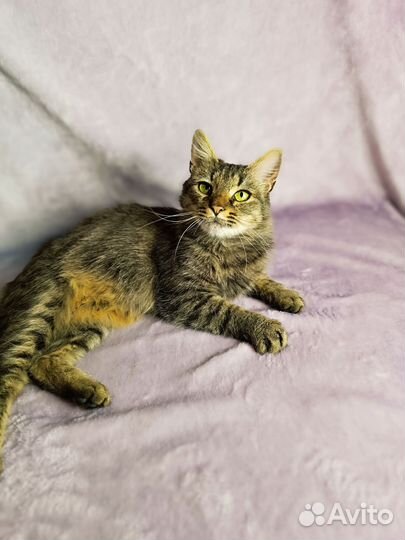 Кошка в добрые руки