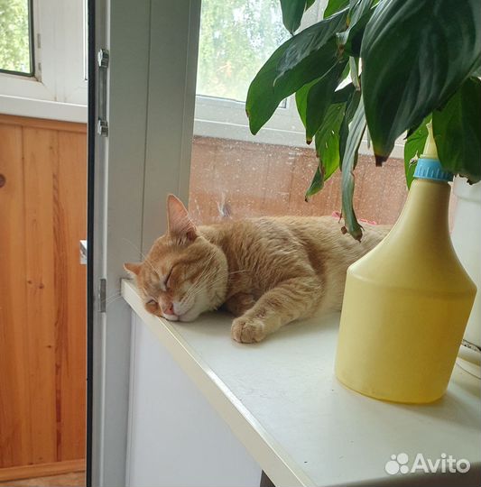 Кот Рыжик