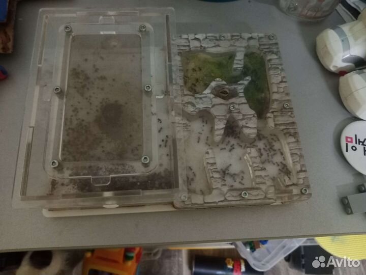 Муравьиная ферма бу. Бесплатно