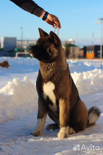 Американская акита