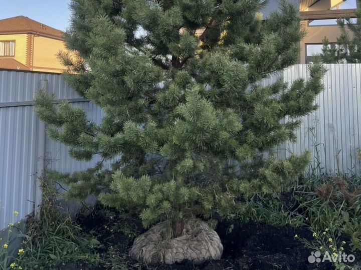 Сосна обыкновенная