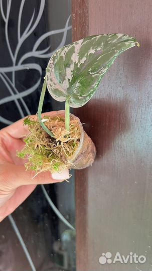 Редкие коллекционные сциндапсусы