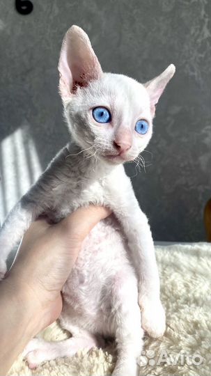 Котята корниш-рекс
