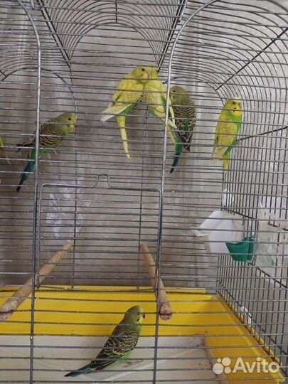 Птенцы волнистый попугай