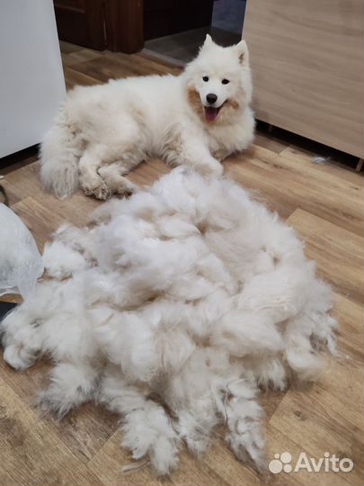 Шерсть самоеда