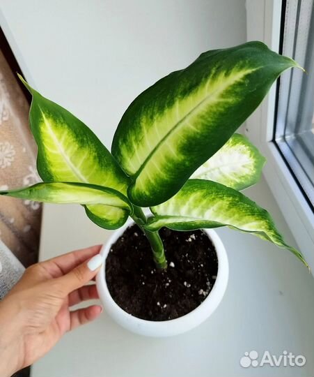 Диффенбахия Камилла цветок