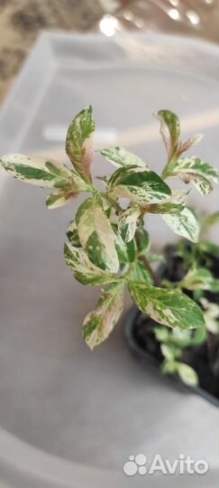 Садовые растения