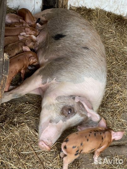 Поросята