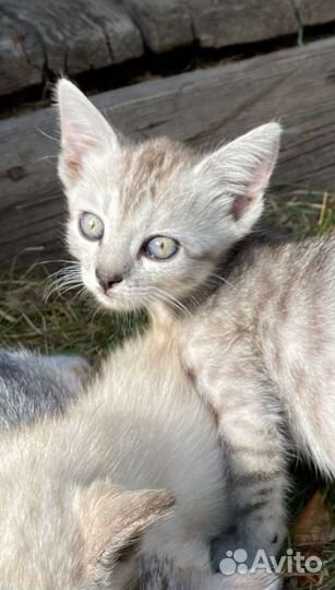 Котенок нереальной красоты