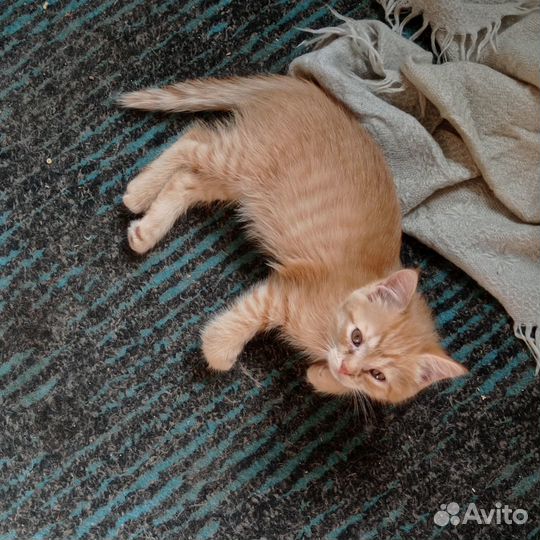 Котики в добрые руки