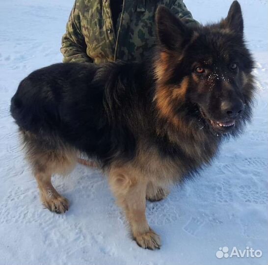 Немецкая Овчарка, Длинношорстная,Вязка