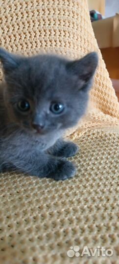 Шотландская помесь