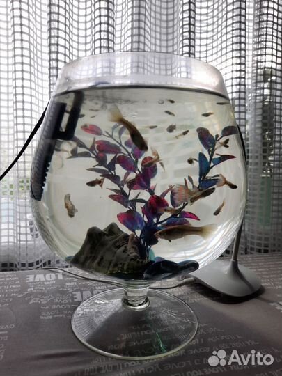 Аквариум с рыбками