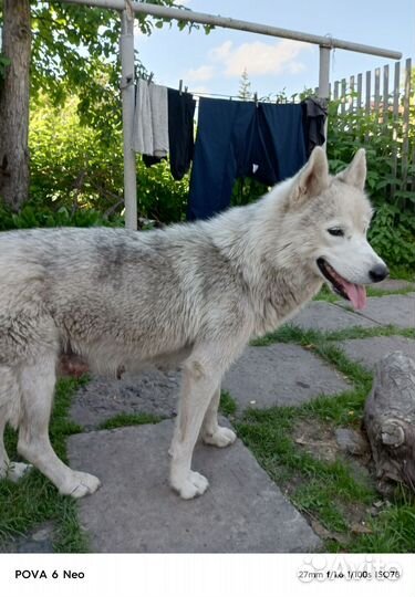 Собаки Хаски щенки