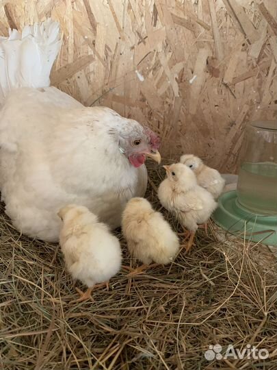 Домашние куриные яйца