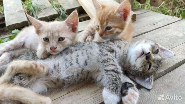 Котята в добрые руки