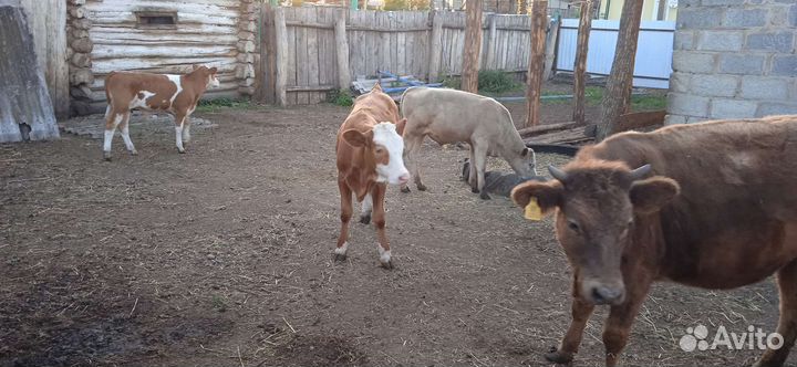 Продажа бычков