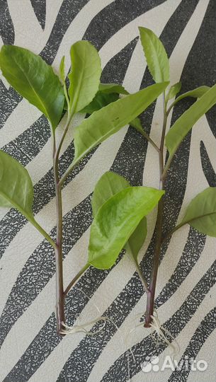 Джинура Листья Бога