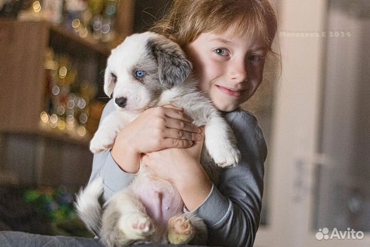 Корги голубоглазые мраморные