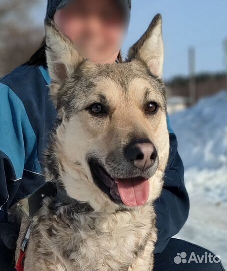 Собака в добрые руки