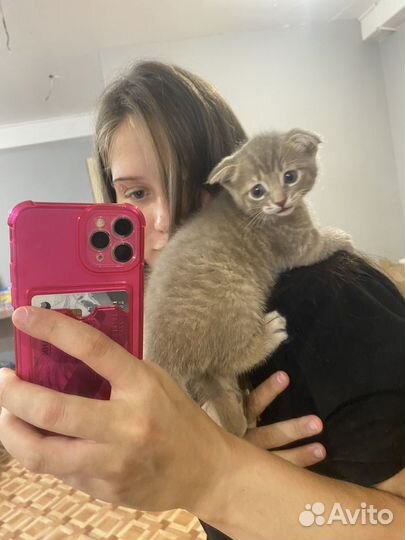 Шотландская кошка