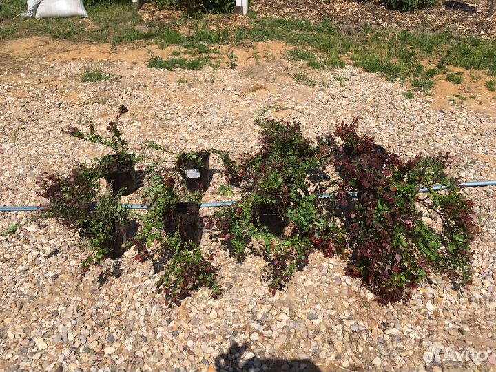 Барбарис низкорослый