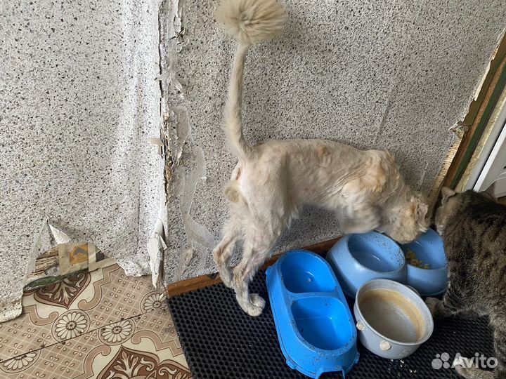 Котик Барсик