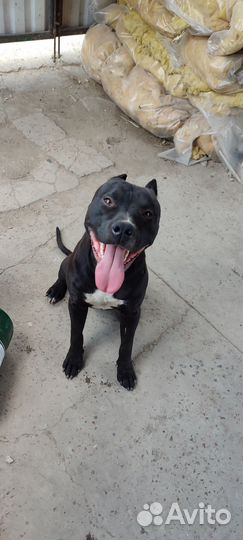 Питбультерьер